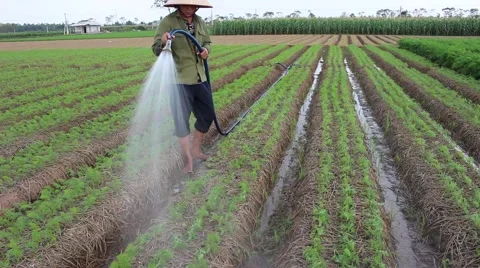 Vegetable fields, workers irrigation for crops Stock Footage 45919355