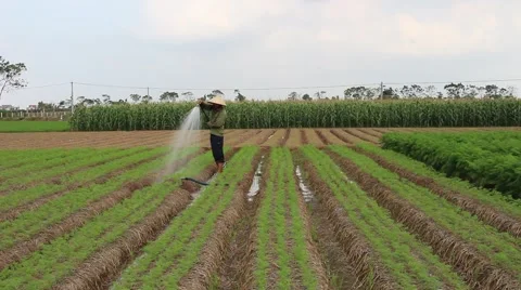 Vegetable fields, workers irrigation for crops Stock Footage 45919381