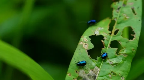 Vegetable flea beetles eat the green leaf Video stock 53406128
