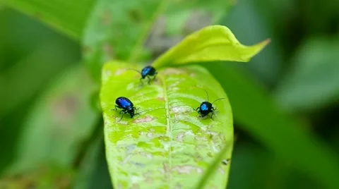 Vegetable flea beetles eat the green leaf Stock Footage 53406866