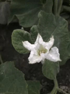 Vegetable flower Foto stock