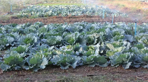 Vegetable 動画素材 35066321