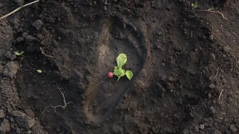 The vegetable is in the footprint of a person Stock Footage 140501456