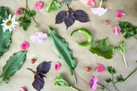 Vegetable frame: beet, basil, eggplant, parsley, bell pepper, hot pepper Stock Photos