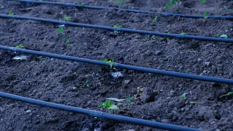 Vegetable Fruit Growing Drip System Stock Footage 140045933