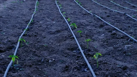 Vegetable Fruit Growing Drip System Stock Footage 140047380