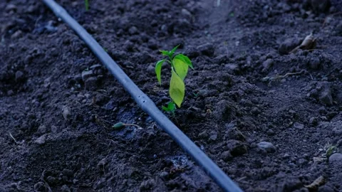 Vegetable Fruit Growing Drip System Stock Footage 140048468
