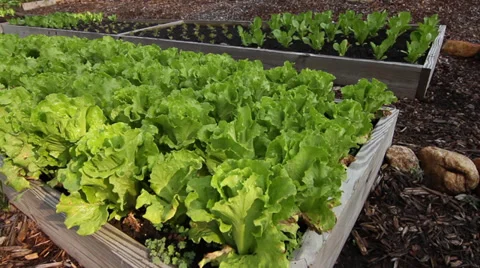 Vegetable garden 1 Stock Footage 29245437