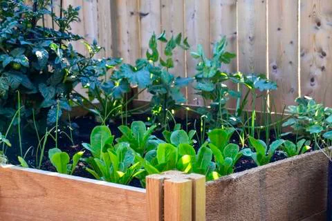 Vegetable Garden 1 Stock Photos