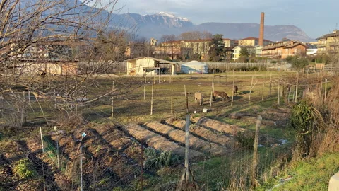 Vegetable garden and donkey in winter season Stock Footage 283661825