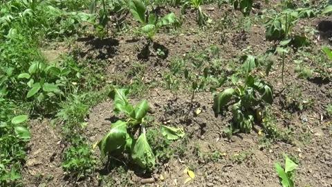 Vegetable garden and grass Stock Footage 203883137