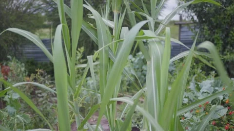 Vegetable Garden and Sugarcane Tree Stock Footage 345079125