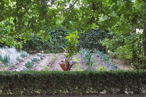 Vegetable garden and tree 스톡 사진