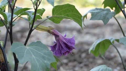 Vegetable garden with aubergines Stock Footage 93389804