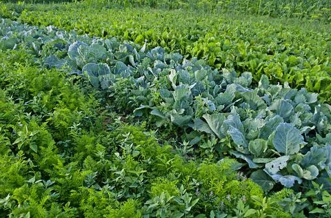 Vegetable garden background Fotos de archivo
