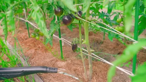 A vegetable garden bed with growing black tomatoes being watered with a watering Stock Footage 317533772