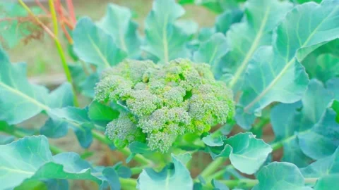 Vegetable garden bed with growing broccoli, close-up. Parallax camera around Stock-Footage 262308906