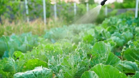 A vegetable garden bed with growing Brussels sprouts being sprayed with a pest Stock Footage 312930677