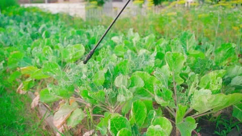 A vegetable garden bed with growing Brussels sprouts is treated with a product Stock Footage 316148102