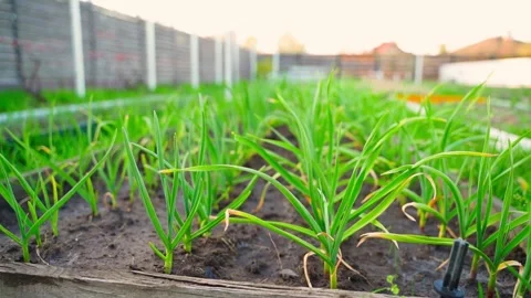 Vegetable garden bed with growing garlic, close-up on a blurred background Stock-Footage 310765351