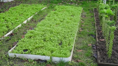 Vegetable garden bed with growing green manure, smooth camera movement Stock Footage 321828083