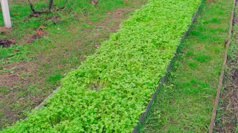 Vegetable garden bed with growing green manure. Green manure crops for the Stock Footage 323054607