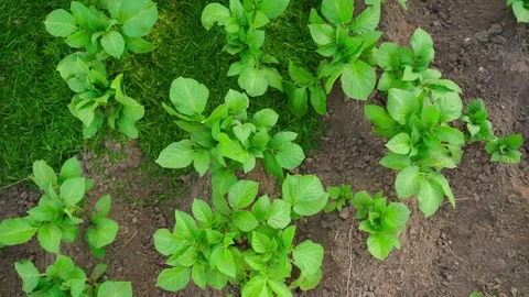 A vegetable garden bed with growing potatoes during soil mulching, top view Stock Footage 311460076