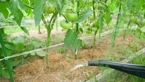 A vegetable garden bed with growing tomatoes being watered from a watering can Stock Footage 314632782