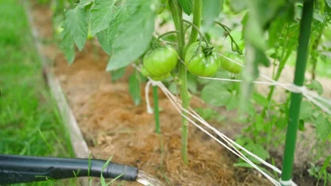 A vegetable garden bed with growing tomatoes is being watered with water from a Stock Footage 314766789