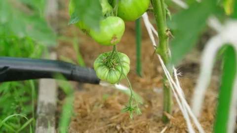A vegetable garden bed with growing tomatoes being watered from a watering can Stock Footage 315449636