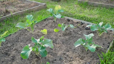 Vegetable garden bed with young Brussels sprout seedlings, close-up Stock Footage 313578435