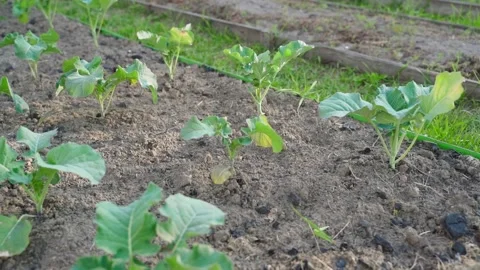 Vegetable garden bed with young growing broccoli, smooth camera movement Stock Footage 311001614