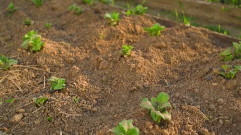 Vegetable garden bed with young growing potatoes Stock Footage 311001649