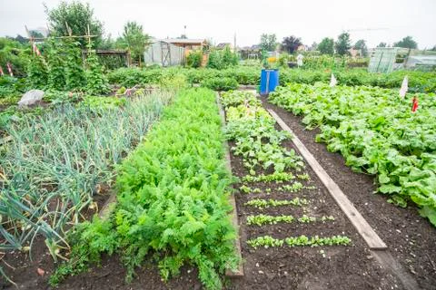 Vegetable Garden Beds Foto stock