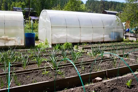 A vegetable garden with beds planted with various plants. Stock Photos