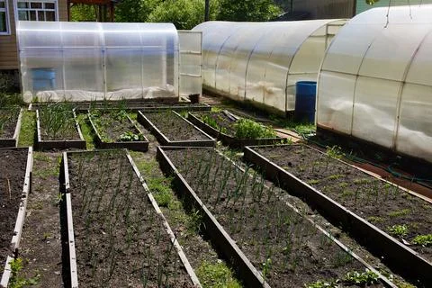 A vegetable garden with beds planted with various plants Stock Photos