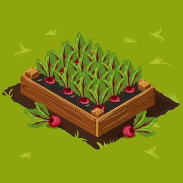 Vegetable Garden Box with Beet. Set 3 Stock Illustration