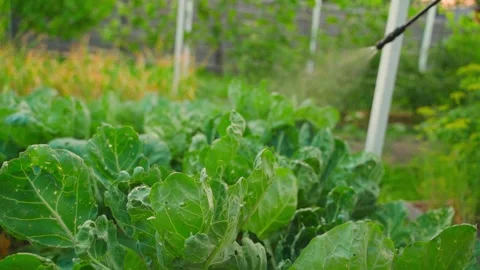 A vegetable garden with cabbage is being sprayed against pests. slow motion Stock Footage 314766666