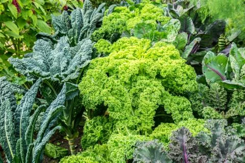 Vegetable garden with cabbage plants Stock Photos