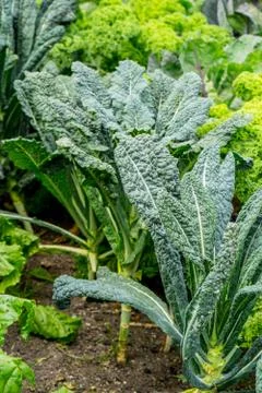 Vegetable garden with cabbage plants Stock Photos