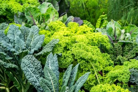 Vegetable garden with cabbage plants Stock Photos