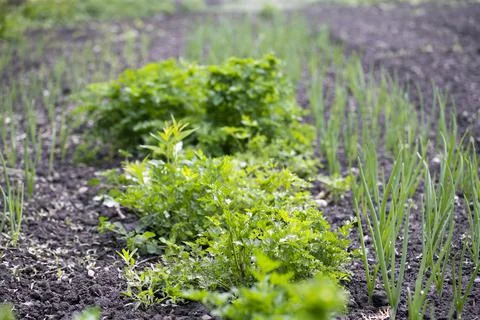 Vegetable garden in early spring. Foto stock