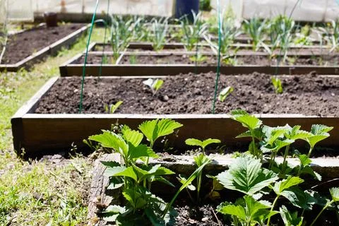 The vegetable garden features several raised beds with green vegetables and.. Fotos Stock