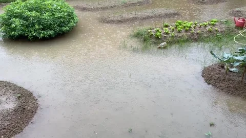 Vegetable Garden Flooded By Heavy Rain During Tropical Monsoon Season Stock Footage 321920596