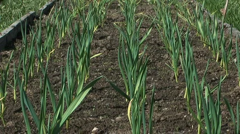 Vegetable garden. Stock Footage 714030