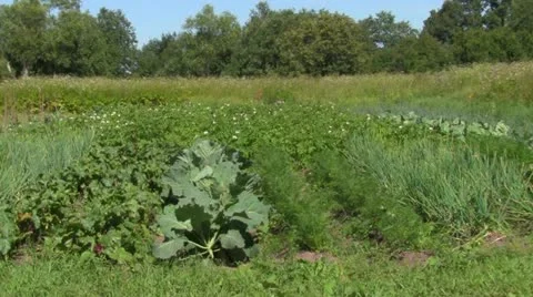 Vegetable garden Stock-Footage 11428063