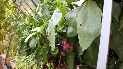 Vegetable garden Stock Footage 101753341