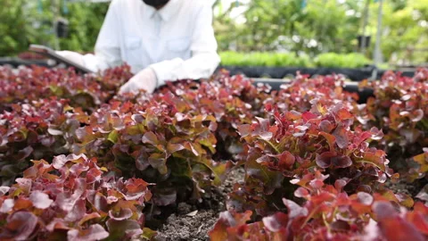 Vegetable garden. Vídeos de archivo 160321597