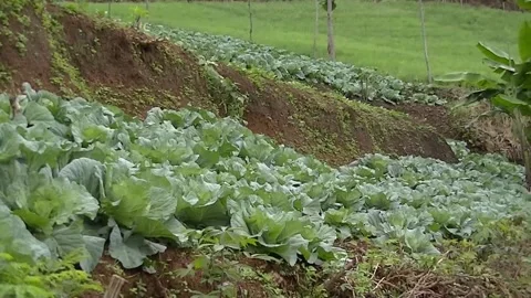 Vegetable garden Video stock 194383411