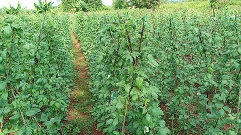 Vegetable garden Stock Footage 243570352